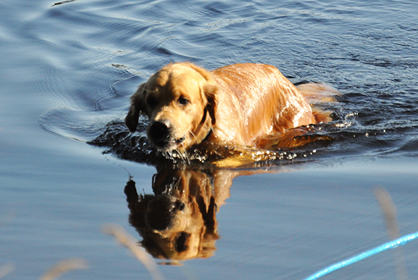 Uiminen sujuu koirilta luonnostaan ja ainakin kesäaikaan tapahtuu vähän vahinkoja.