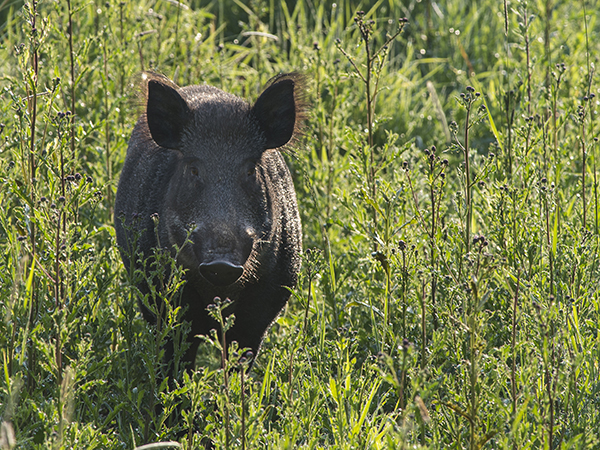 Yli sata koiraa loukkaantuu vuosittain Ruotsissa kohdattuaan villisian luonnossa.